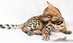 Bengal rosetted